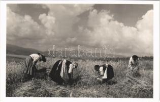 Csíkmadaras, Madaras; Aratás, Andory Aladics Zoltán mérnök felvétele / harvest, Hungarian folklore, Ciuc County