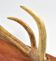 Nagy méretű szarvasagancs fa alapon fali dísz trófea. 58 cm