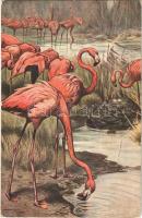 Flamingo. T.S.N. Serie 725. (6 Dess.) s: Wilh. Kuhnert (EK)