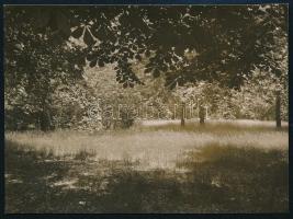 cca 1935 Kinszki Imre (1901-1945) budapesti fotóművész hagyatékából, jelzés nélküli vintage fotó (tisztás a fák között), 6x8,2 cm