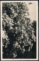 cca 1934 Kinszki Imre (1901-1945) budapesti fotóművész hagyatékából, jelzés nélküli vintage fotó (Virágos bokor), kasírozva, 13,8x8,6 cm