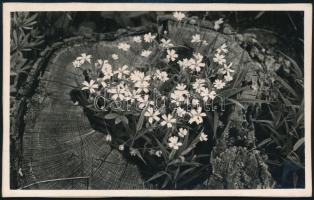 cca 1933 Kinszki Imre (1901-1945) budapesti fotóművész hagyatékából, jelzés nélküli vintage fotó (Virágok és fatuskó), kasírozva, 9x14 cm
