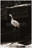 cca 1960 és 1985 között készült felvételek vegyesen, 325 db vintage NEGATÍV Magyar Alfréd budapesti ...