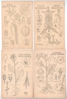 9 db RÉGI megíratlan grafikai képeslap; Dr. Méhes Gyula: Természetrajzi Levelezőlapok, jó minőségben...