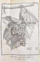 Fábián József: Visgálódó és oktató értekezés a szőlő-mívelésről. A bor, égettbor, közönséges és fűsz...