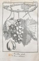 Fábián József: Visgálódó és oktató értekezés a szőlő-mívelésről. A bor, égettbor, közönséges és fűsz...