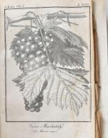 Fábián József: Visgálódó és oktató értekezés a szőlő-mívelésről. A bor, égettbor, közönséges és fűsz...