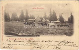 1899 (Vorläufer) Debren, Dobrin; Ménes Dobrinban. Részlet az Andrássy-havasokból. Dunky Fivérek cs. és kir. udvari fényképészek / stud farm in Dobrin, Muntii Gilaului (EK)