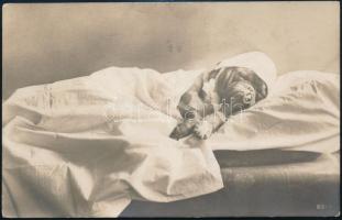 1910 Humoros fotólap alvó kutyáról, Debrecenben feladva, 8,5×13,5 cm