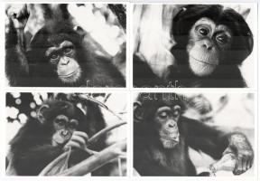 12 db MODERN motívum képeslap: Csimpánzok (Angelika Becker) / 12 modern motive postcards: Chimpanzees