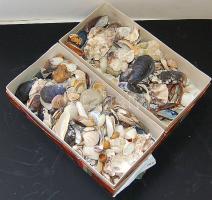 Több száz darabos tengeri kagyló gyűjtemény két dobozban