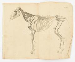 [Wágenfeld, L.: Általános Baromorvoslási Könyv vagyis alapos, és népszerű oktatás, melly a' ten...