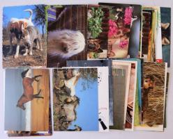 50 db MODERN állatos motívum képeslap / 50 modern animal motive postcards