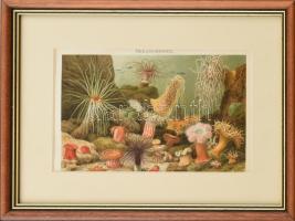 cca 1900 Seeanemonen, litho kép, üvegezett keretben, 14×21 cm