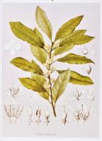 Jan-Öjvind Swahn: A fűszerek zamatos története. Ford.: Pálvölgyi Lídia. hn., én., Gulliver. Kiadói k...