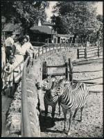 Állatfotók, 2 db, 24×18 cm