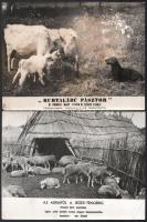 3 db filmfotó - Kurta lábú pásztor, Az Adriától a Jeges-tengerig, Cromwell; felületén törésnyomok, foltok, 18×24 cm
