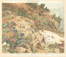 cca. 1894 Alpenpflanzen (Alpesi növények) Meyers lexikon (1894 - 1898) melléklete. Színes litográfia, papír. Üvegezett műanyag keretben. Félbehajtás nyoma látható, foltos, keret kopott. / Colour lithography, framed, 22 x 26 cm