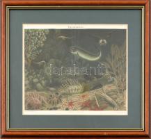 1897 Tiefseefauna (Mélytengeri állatvilág) Meyers lexikon (1894 - 1898) melléklete. Színes litográfia, papír. Üvegezett fa keretben. Félbehajtás nyoma látható, keret kopott. / Colour lithography, framed, 22 x 26 cm