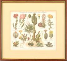 cca 1900 Kaktuszok és kaktusztermetű kövér növények. Színes litográfia a Pallas lexikonból. Hajtás nyoma látható és foltos. Üvegezett keretben, Külső méret 40x35 cm