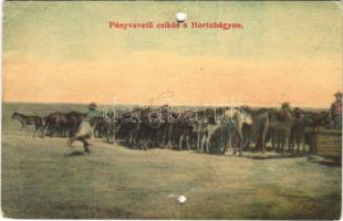 1909 Hortobágy, Pányvavető csikós, magyar folklór. Erdélyi fotogr. (b)