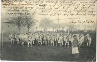 1905 Szeged, Gulya, magyar folklór (r)