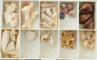 Tengeri kagyló és csigaház gyűjtemény, szépen rendszerezve, 15 műanyag tartódobozban