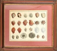 Pieter Tanjé (1706-1761): Tengeri élőlények. Kézzel színezett metszet, papír. Jelzett a metszeten nyomtatva. Lap tetején kisebb sérüléssel. Dekoratív, üvegezett fa keretben. 41×52 cm
