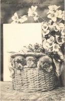 1908 Dogs, puppies