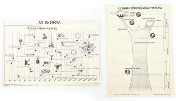 1980 Az ember törzsfájának vázlata + Az energia, készült a TIT Természettudományi Stúdiójában, 37,5x26,5 cm és 40x27 cm