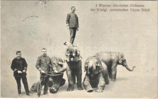 1908 4 Wunder-Akrobaten-Elefanten des Königl. rumänischen Circus Sidoli / Romanian circus elephants, advertising card