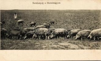 Hortobágy sertésnyáj