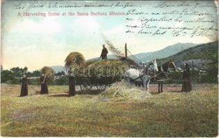 1907 Santa Barbara (California), A Harvesting Scene at the Santa Barbara Mission, monks (EK)