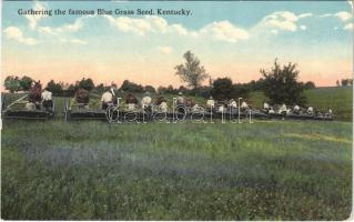 Kentucky, Gathering the famous Blue Grass Seed (EK)