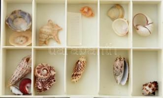 Tengeri kagyló és csigaház gyűjtemény, szépen rendszerezve, 16 műanyag tartódobozban