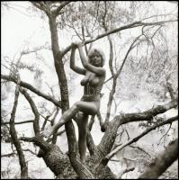 cca 1986 Fészekrakó csalogány, Menesdorfer Lajos (1941-2005) budapesti fotóművész hagyatékából, 13 d...