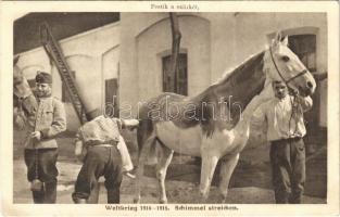 Weltkrieg 1914-1915. Schimmel streichen / Festik a szürkét / WWI Austro-Hungarian military, soldiers paint the horses camouflage (EK)