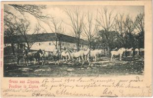 1900 Lipica, Lipizza; stud farm, Lipizzan horses. M. Schaber