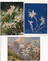 5 db MODERN képeslap havasi gyopárral (1 élővirágos) / 5 modern postcards with edelweiss flower (Leontopodium nivale), 1 real flower