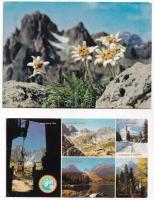 5 db MODERN képeslap havasi gyopárral (1 élővirágos) / 5 modern postcards with edelweiss flower (Leo...