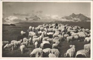 Tátra, Magas-Tátra, Vysoké Tatry; Pohlad od Dolného Smokovca / látkép Alsó-Tátrafüredről / general view (EK)