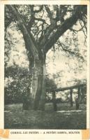 Koltó, Coltau; Cornul lui Petőfi / A Petőfi somfa / dogwood tree (Cornus) (ragasztónyom / glue marks)