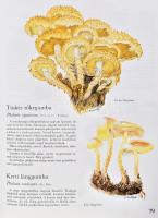 Dr. Krébecz Jenő: Gombaatlasz. Kétszáz közép-európai nagygomba. Bp., 1988, Pallas. 200 p. Színes kép...