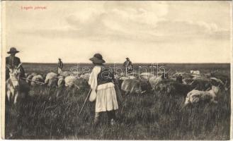 Hortobágy, legelő juhnyáj, magyar folklór. Képeslapfüzetből (non PC) (szakadás / tear)