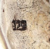 Ezüst(Ag) fülbevalópár, gyöngyház berakással, jelzett, h: 2 cm, bruttó: 8,54 g