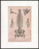 4 db orvosi anatómiai ábrák. Acélmetszetek. Paszpartuban. 22x14 cm