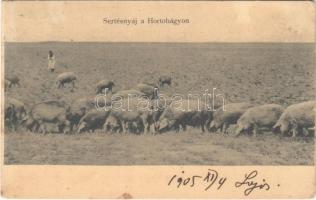 1905 Hortobágy, sertésnyáj, magyar folklór (EK)
