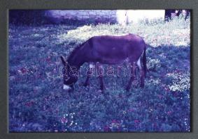 Tengerparti témájú színes diák, kb. 100 db műanyag tartóban