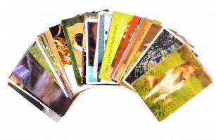 64 db MODERN állatos motívum képeslap / 64 modern animal motive postcards