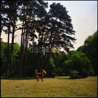 Bármikor, bárhol szívesen fotózkodtak, 9 db vintage NEGATÍV, Menesdorfer Lajos (1941-2005) budapesti...